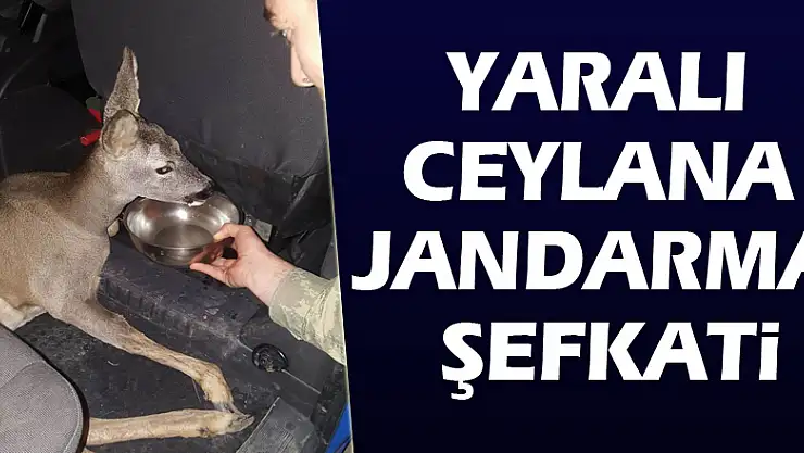 Yaralı ceylana jandarma şefkati