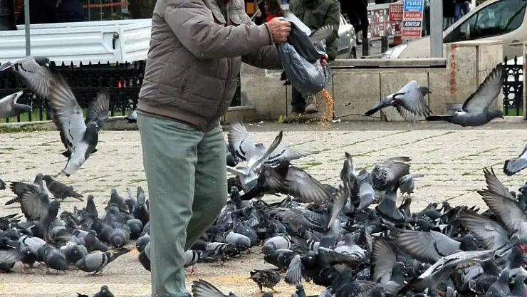 Sokak güvercinlerini her gün besliyor