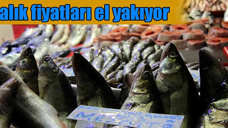 Balık fiyatları el yakıyor
