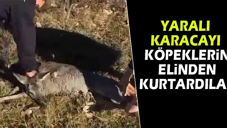 Yaralı karacayı köpeklerin elinden kurtardılar