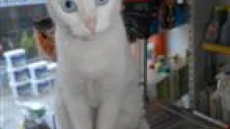 Kedi, teraziyi mesken tuttu