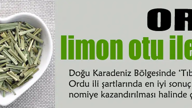Ordu, limon otu ile ferahlayacak 