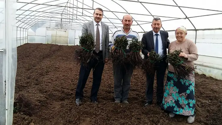 Büyükşehirden kesme çiçek üretimine destek