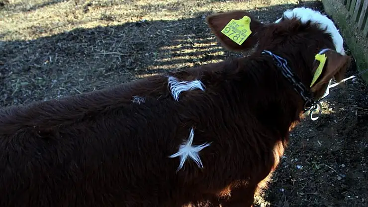 Hem fiyatı, hem kendi şaşırttı!