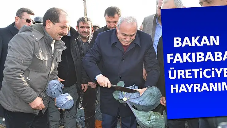Bakan Fakıbaba lahana hasadı yaptı