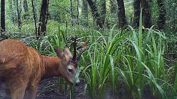Yaban hayatı fotokapanlara takıldı
