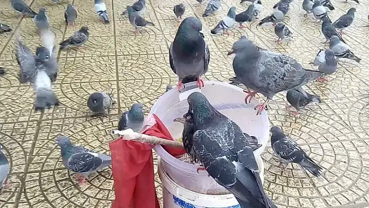 Samsun'da güvercinlerin yem savaşı 