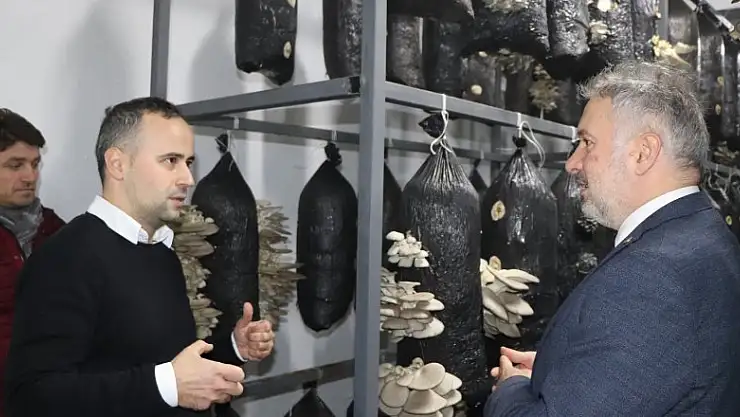 Ayvacık'a istiridye mantarı fabrikası