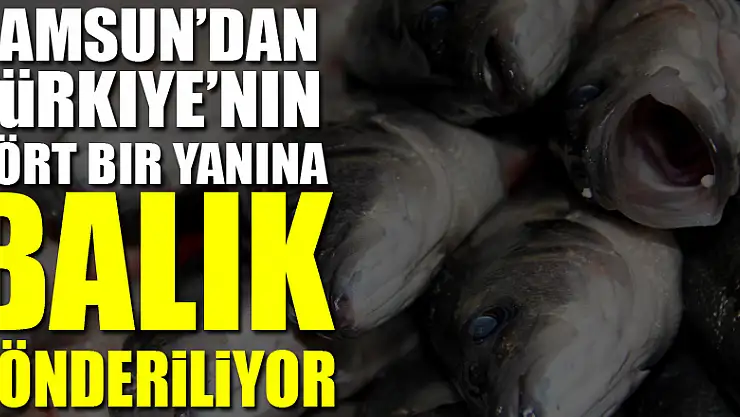 Samsun'dan Türkiye'nin dört bir yanına balık gönderiliyor