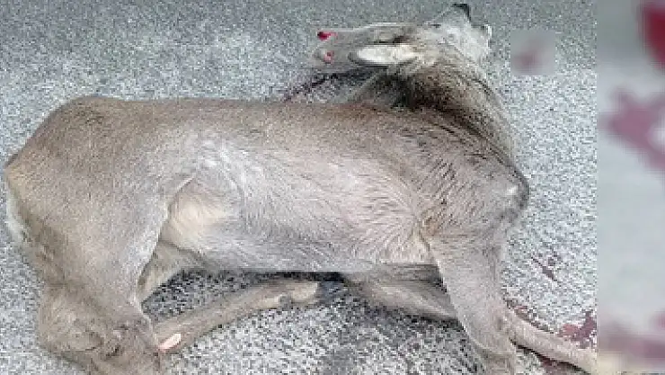 Fatsa'da aracın çarptığı karaca telef oldu