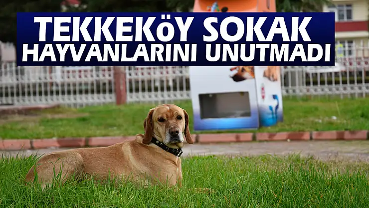 Tekkeköy Sokak hayvanlarını unutmadı