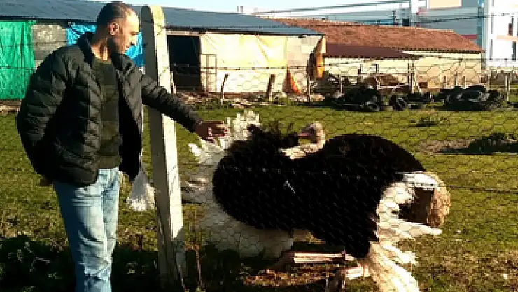 Samsunlu avcı evinin bahçesinde 35 türde hayvan besliyor