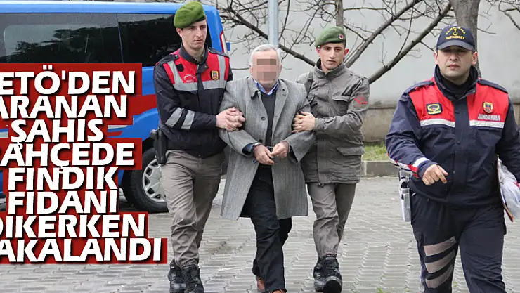 FETÖ'den aranan şahıs bahçede fındık fidanı dikerken yakalandı