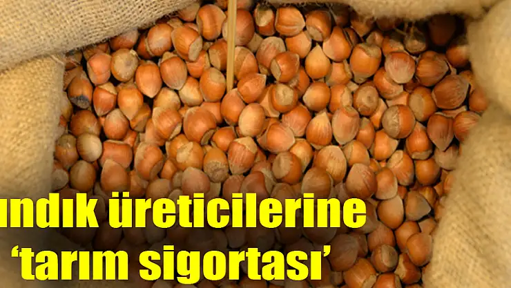 Fındık üreticilerine 'tarım sigortası' uyarısı