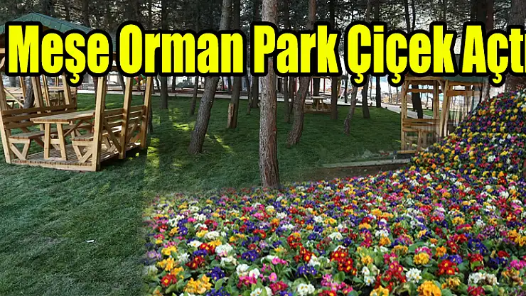 MEŞE ORMAN PARK ÇİÇEK AÇTI