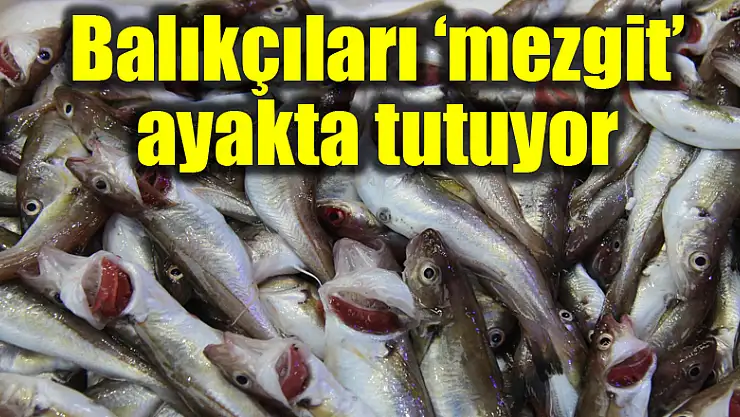 Balıkçıları 'mezgit' ayakta tutuyor