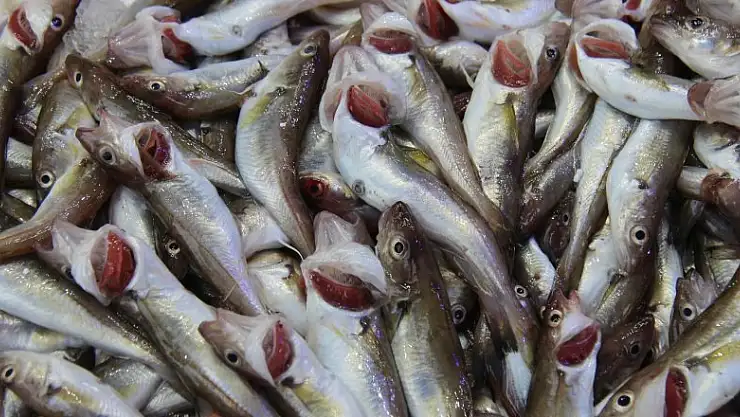 Balıkçıları 'mezgit' ayakta tutuyor