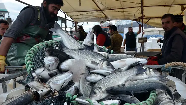 Balıkçılar havuz balığına yöneldi 
