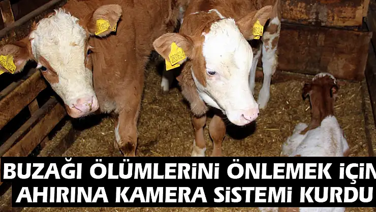 Buzağı ölümlerini önlemek için ahırına kamera sistemi kurdu