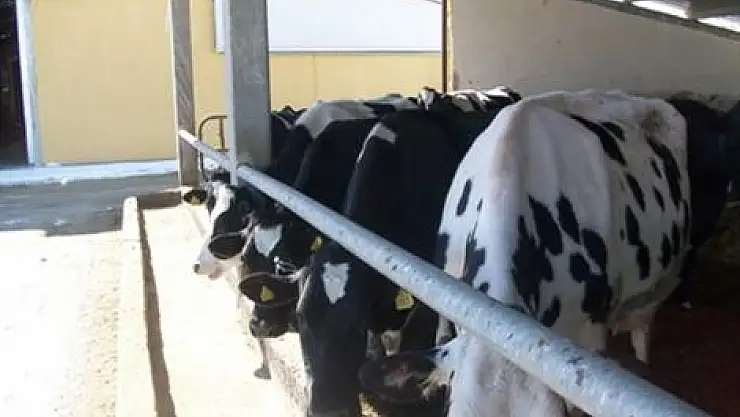 'ŞAP Hastalığı bulunmamaktadır belgesi şart'