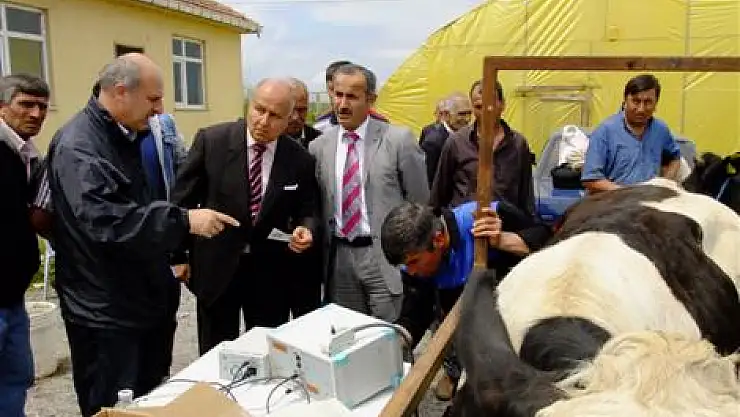 Bafra'da süt sığırı dağıtıldı