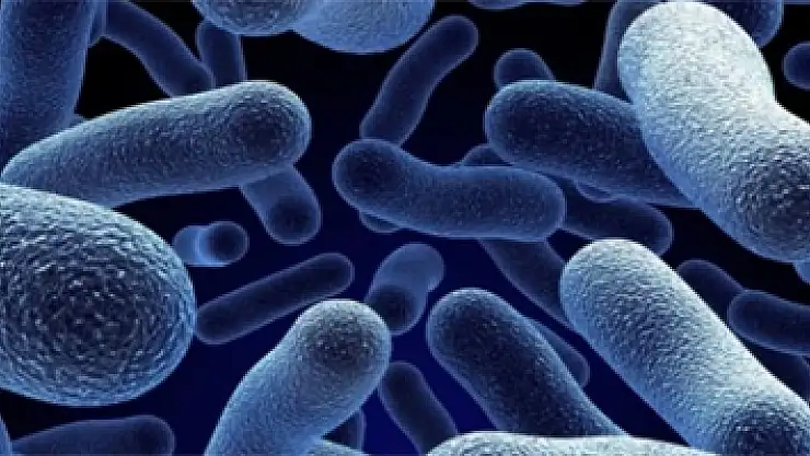 Yerli ve millî bakteri ekonomiye katkı sağlayacak