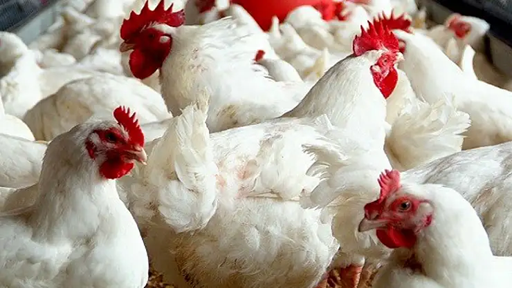 Kanatlı sektörü yıla iyi başladı…