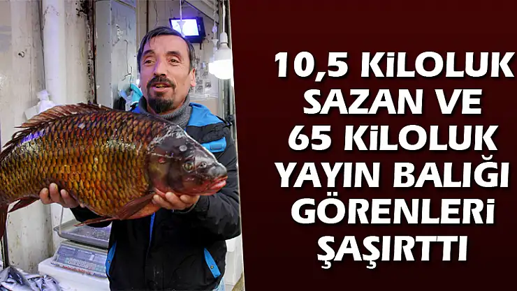 10,5 kiloluk sazan ve 65 kiloluk yayın balığı görenleri şaşırttı