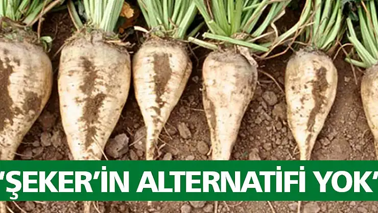 'Şeker'in alternatifi yok'