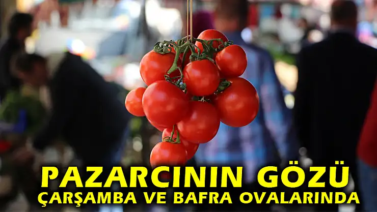 Pazarcının gözü Çarşamba ve Bafra Ovalarında