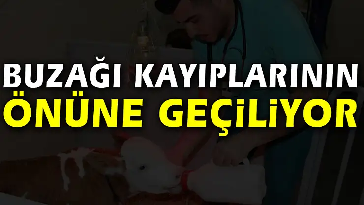 Buzağı kayıplarının önüne geçiliyor