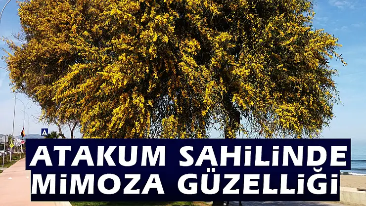 Atakum sahilinde mimoza güzelliği