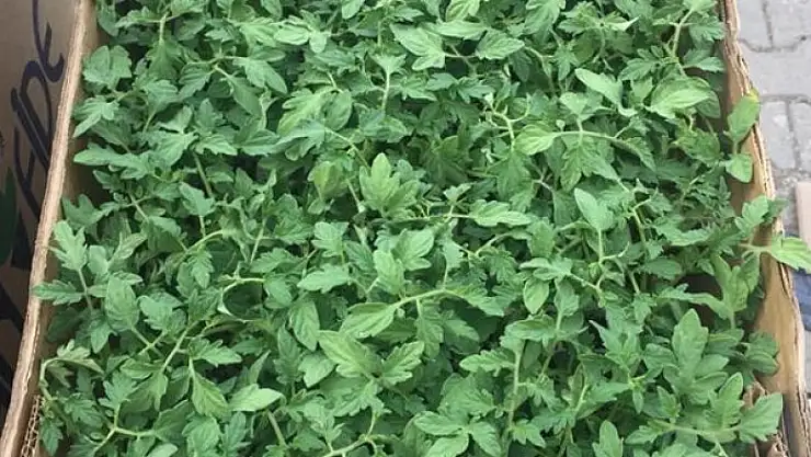 'ÜRETİM ŞENLİĞİ BAŞLIYOR'