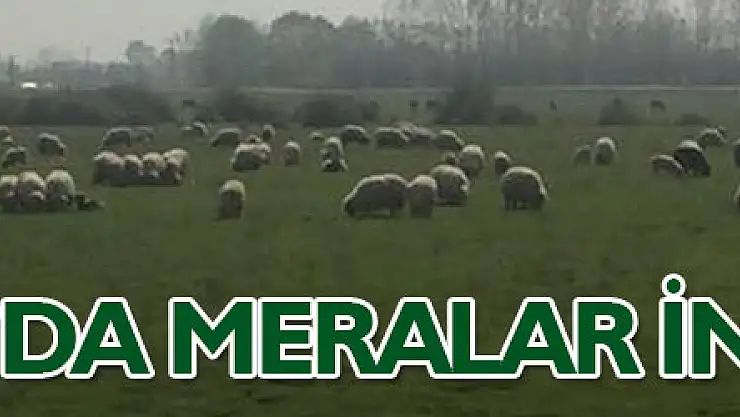 Çarşamba'da meralar inceleniyor