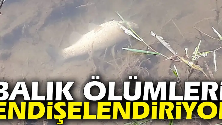 Balık ölümleri endişelendiriyor