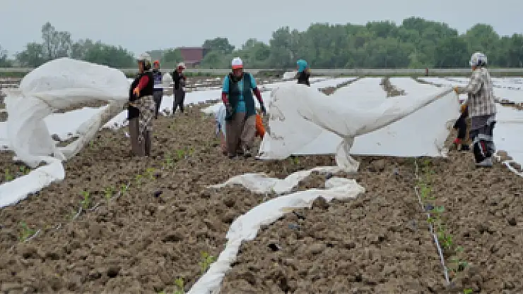 Bafra Ovası'nda karpuz ve kavun üreticileri dertli