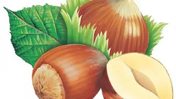 Fındık en verimli gübre