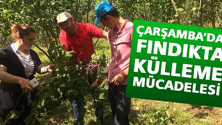 Çarşamba'da fındıkta 'Külleme' Mücadelesi