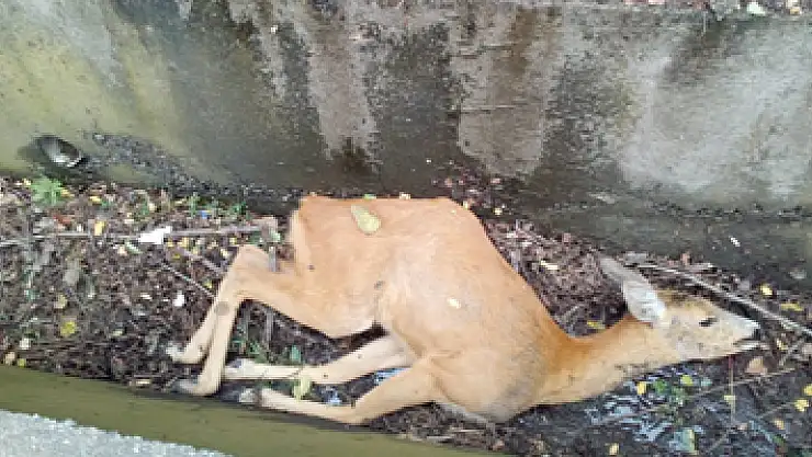 Sulama kanalına düşen karaca telef oldu