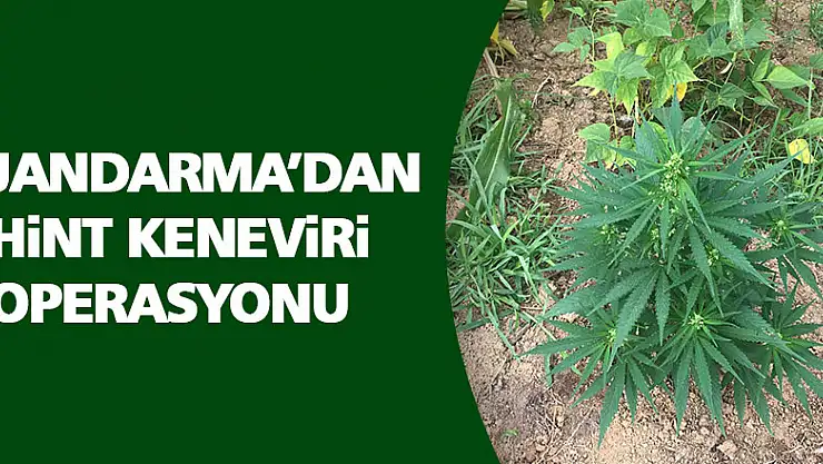 Jandarma'dan hint keneviri operasyonu
