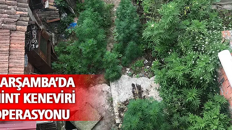 Çınarlık'ta hint keneviri operasyonu