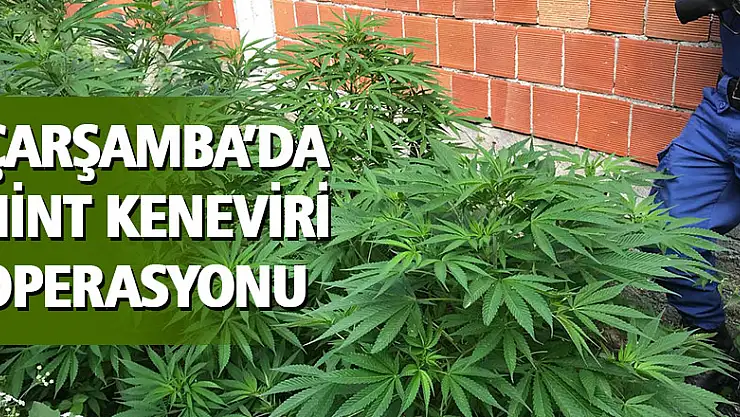 Çarşamba'da hint keneviri operasyonu