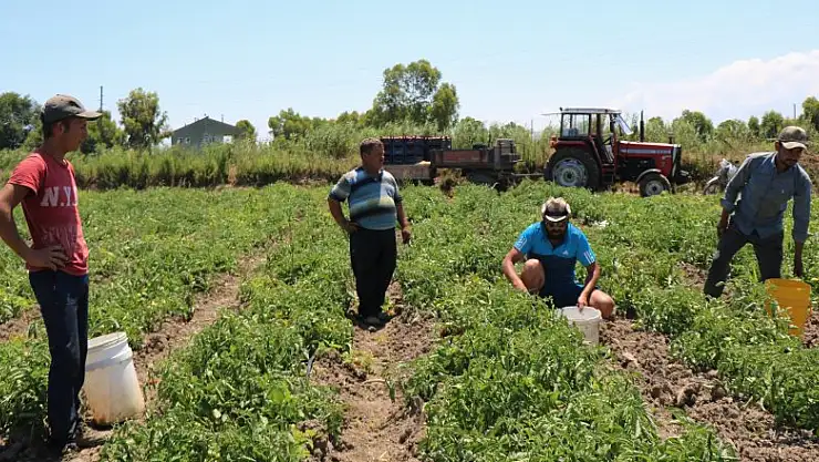 Karpuz ve domateste hasat zamanı