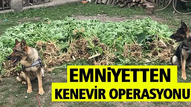 Emniyet'ten kenevir operasyonu