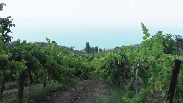 TARIMDA SİGORTALI VARLIK DEĞERİ %28 ARTTI!