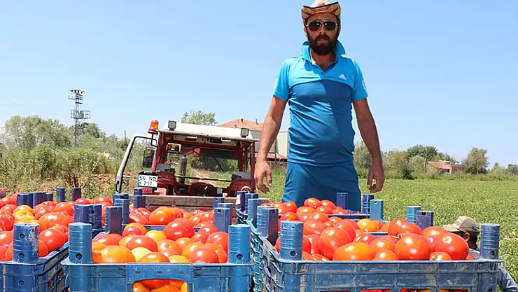 Bafra'da yetişen domates tüketicinin imdadına yetişti 