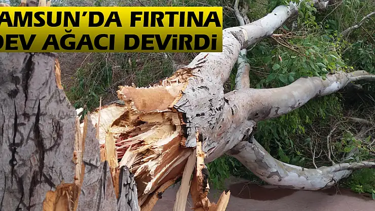 Samsun'da fırtına dev ağacı devirdi