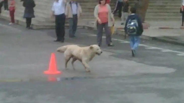 Okul bahçesinde davetsiz misafir