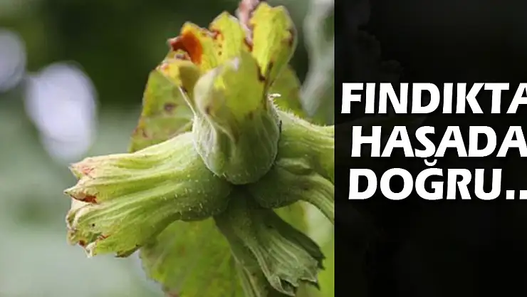 Fındıkta hasada doğru…
