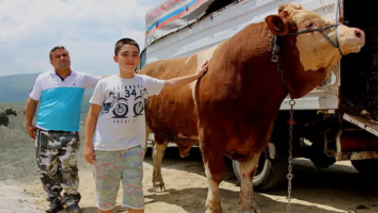 15 Temmuz doğumlu dev boğayı alana, yanında 3 boğa hediye